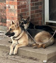 Lost Male Dog last seen First saint john cathedral, the nearest cross streets are Mitchell BLVD and E berry St, Fort Worth, TX 76105
