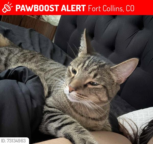Lost Male Cat last seen Horsetooth and caribou, Fort Collins, CO 80525