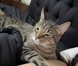 Lost Male Cat last seen Horsetooth and caribou, Fort Collins, CO 80525