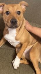 Found/Stray Female Dog last seen Mission rd and ajo way, Tucson, AZ 85746