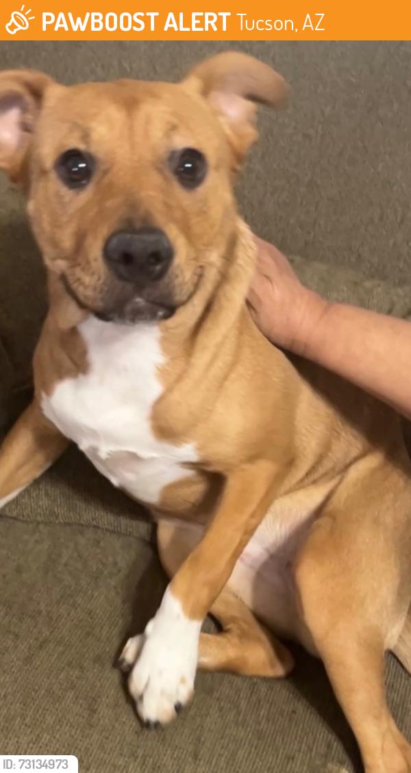 Found/Stray Female Dog last seen Mission rd and ajo way, Tucson, AZ 85746