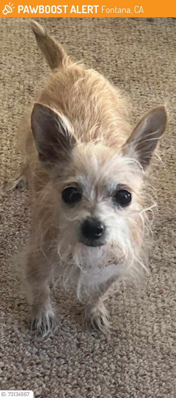 Found/Stray Female Dog last seen Kaiser high school, Fontana, CA 92337