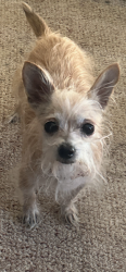 Found/Stray Female Dog last seen Kaiser high school, Fontana, CA 92337