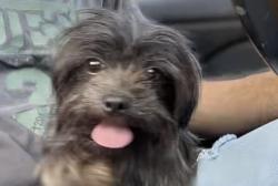 Reunited Unknown Dog last seen Funston St, Hollywood, FL 33020