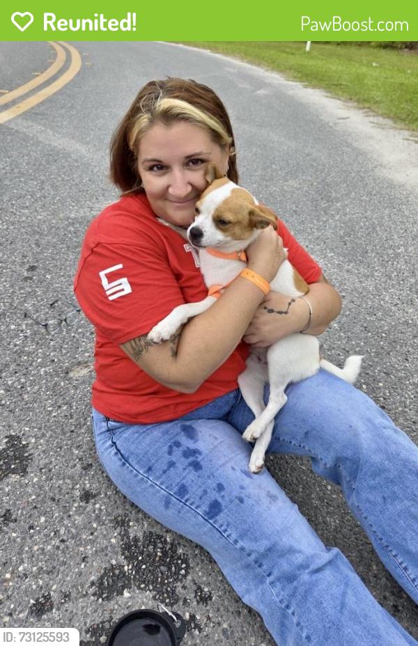 Reunited Female Dog last seen Veneer Dr. and Northwestern Ave., Altamonte Springs, FL 32714