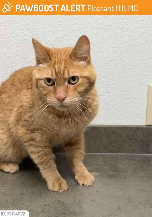 Found/Stray Male Cat last seen Lee Lane street, Pleasant Hill, MO 64080