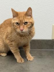 Found/Stray Male Cat last seen Lee Lane street, Pleasant Hill, MO 64080