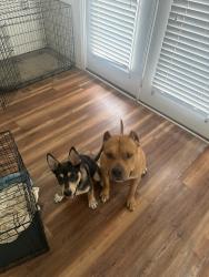 Reunited Male Dog last seen Overhills creek, Spring Lake, NC 28390
