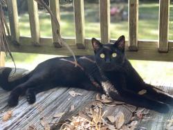Lost Male Cat last seen 15th street and 15th avenue, Holly Hill, FL 32117