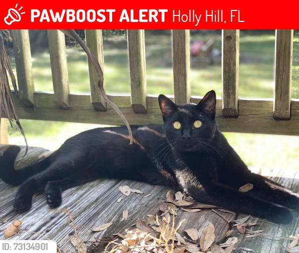 Lost Male Cat last seen 15th street and 15th avenue, Holly Hill, FL 32117