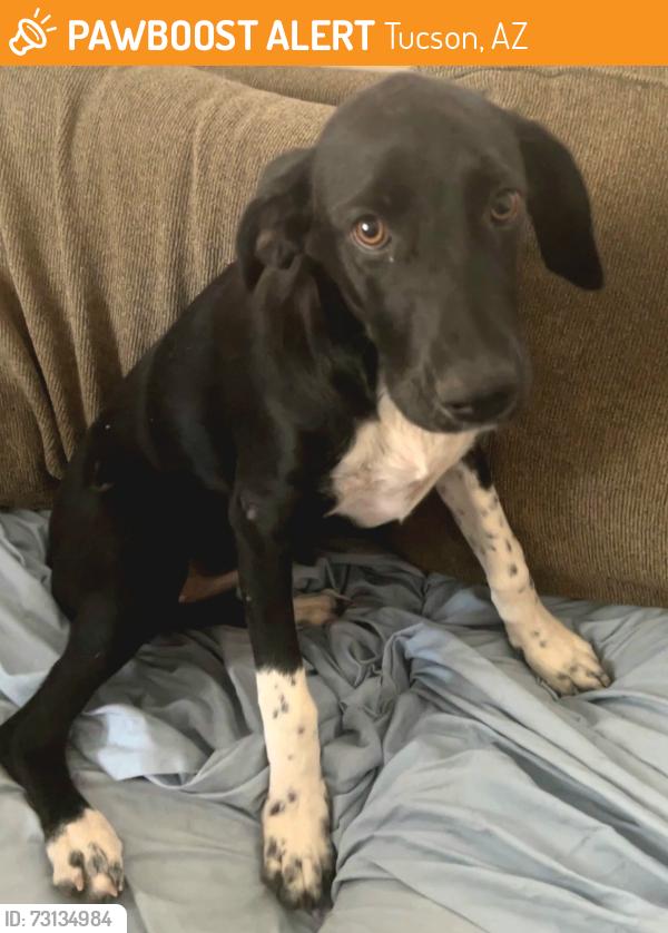 Found/Stray Female Dog last seen Mission rd and ajo way, Tucson, AZ 85746