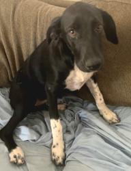 Found/Stray Female Dog last seen Mission rd and ajo way, Tucson, AZ 85746