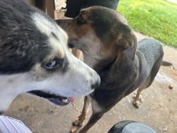 Found/Stray Male Dog last seen Crakston, Houston, TX 77040