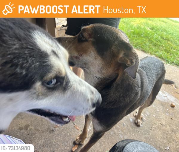 Found/Stray Male Dog last seen Crakston, Houston, TX 77040
