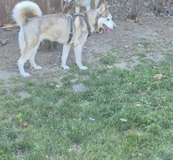 Reunited Female Dog last seen Near S St, Tulsa, OK 74136