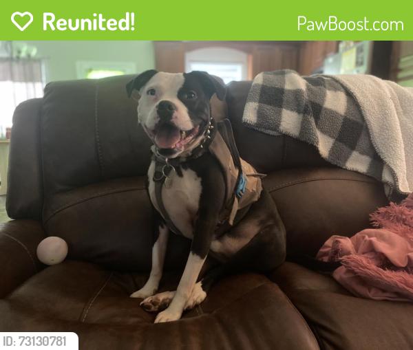 Reunited Male Dog last seen Rogers Mill Rd, Danielsville, GA 30633