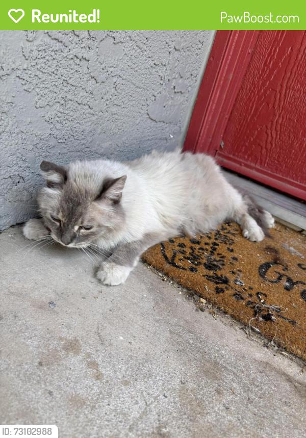 Reunited Female Cat last seen Near e speedway Pantano apmts building 12, Tucson, AZ 85710