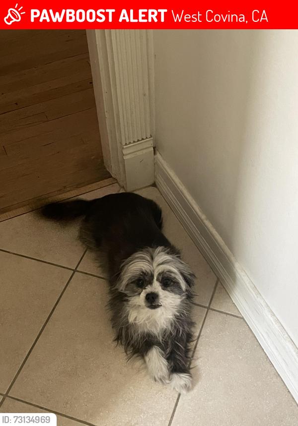 Lost Female Dog last seen Near California Ave, West Covina, CA 91790, West Covina, CA 91790