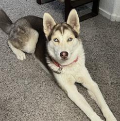 Reunited Female Dog last seen Florence Hills St Las Vegas, NV 89141, Las Vegas, NV 89141
