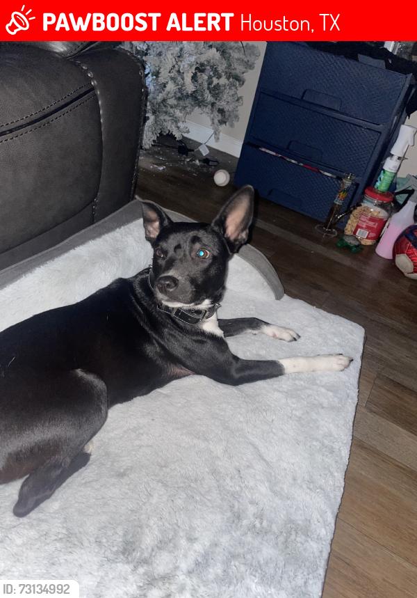 Lost Female Dog last seen Tanglewilde st, Houston, TX 77036