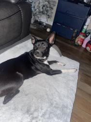 Lost Female Dog last seen Tanglewilde st, Houston, TX 77036