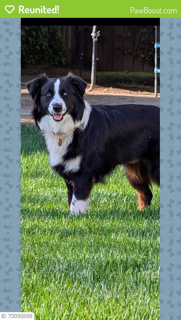 Reunited Female Dog last seen Olive/Temperance, Fresno, CA 93737