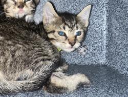Shelter Stray Female Cat last seen Near Plumtree Lane, STATEN ISLAND, NY, 10309, 3139 Veterans Rd W, Staten Island, NY 10309, USA
