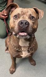 Shelter Stray Male Dog last seen E Garner Road, RALEIGH, NC, 27610, 820 Beacon Lake Dr, Raleigh, NC 27610, USA