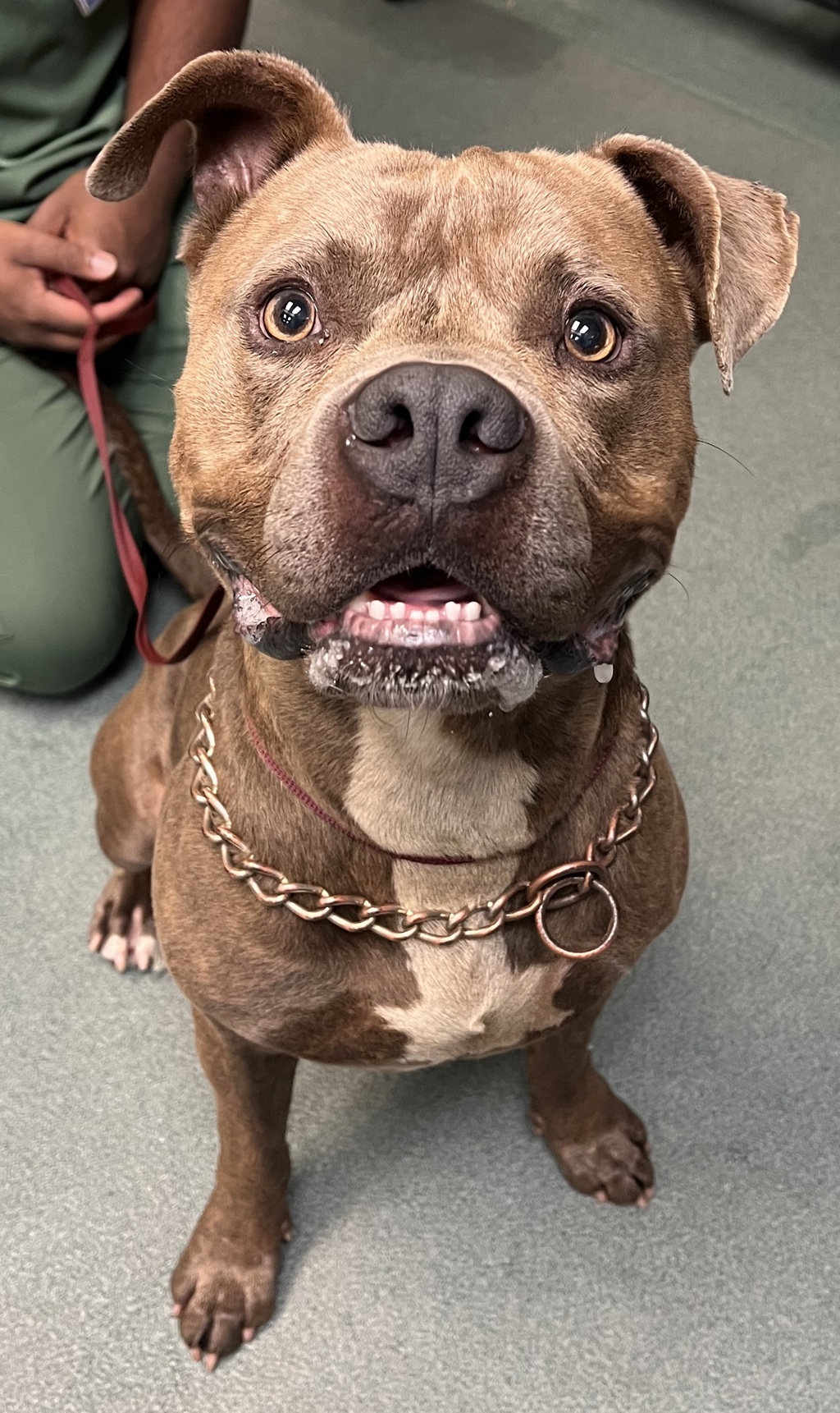 Shelter Stray Male Dog last seen E Garner Road, RALEIGH, NC, 27610, 820 Beacon Lake Dr, Raleigh, NC 27610, USA