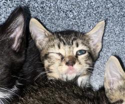 Shelter Stray Female Cat last seen Near Plumtree Lane, STATEN ISLAND, NY, 10309, 3139 Veterans Rd W, Staten Island, NY 10309, USA
