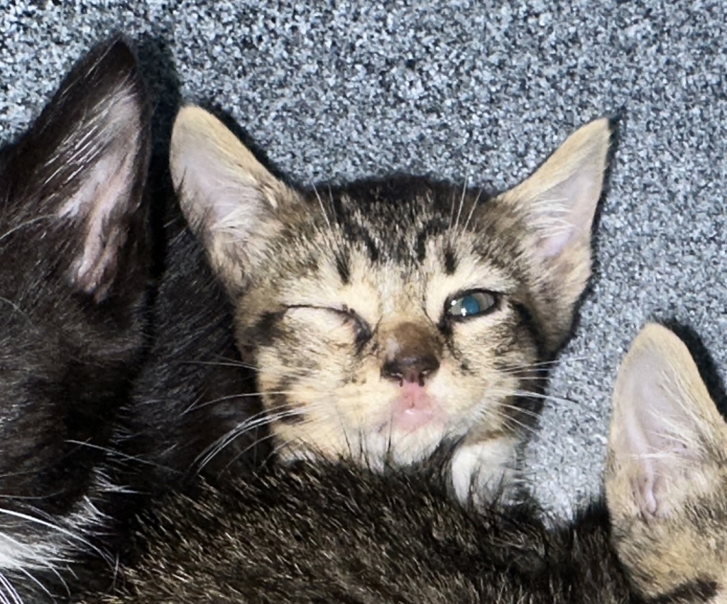 Shelter Stray Female Cat last seen Near Plumtree Lane, STATEN ISLAND, NY, 10309, 3139 Veterans Rd W, Staten Island, NY 10309, USA