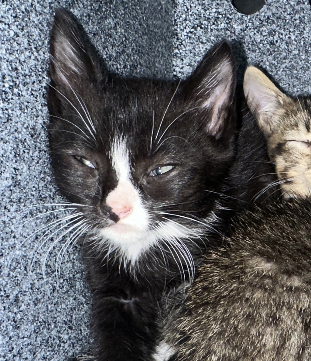 Shelter Stray Female Cat last seen Near Plumtree Lane, STATEN ISLAND, NY, 10309, 3139 Veterans Rd W, Staten Island, NY 10309, USA
