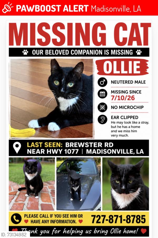 Lost Male Cat last seen Brewster and HWY 1077, Madisonville, LA 70447