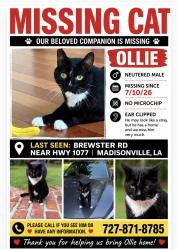 Lost Male Cat last seen Brewster and HWY 1077, Madisonville, LA 70447
