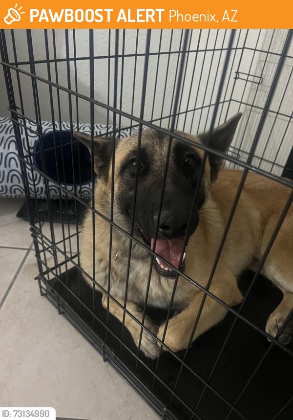 Found/Stray Male Dog last seen S 15th ave & W Southern ave, Phoenix, AZ 85041