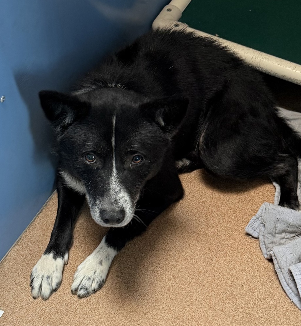 Shelter Stray Male Dog last seen Near Mission Boulevard, San Diego, CA, 92109, 5500 Gaines St, San Diego, CA 92110, USA