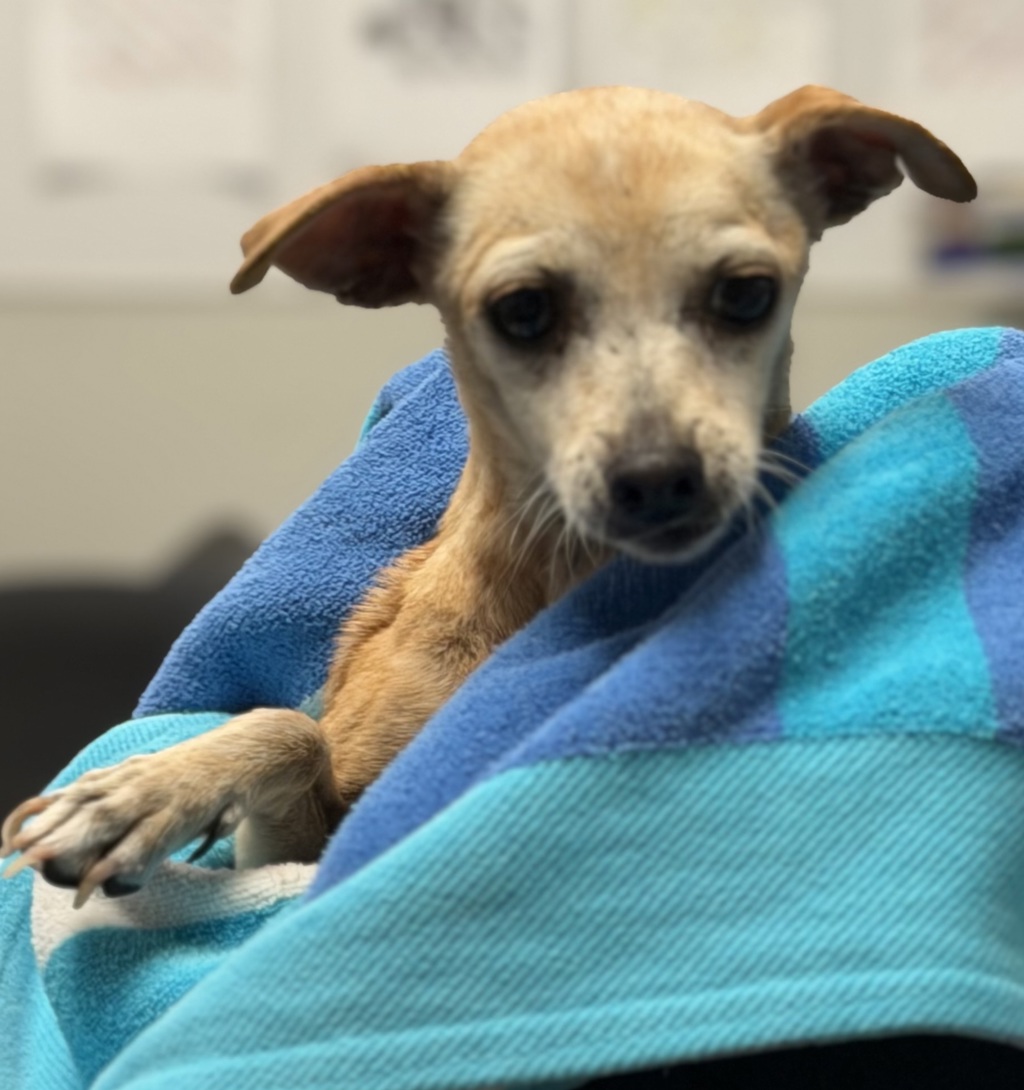 Shelter Stray Female Dog last seen Near W Washington Street, San Diego, CA, 92103, 5500 Gaines St, San Diego, CA 92110, USA