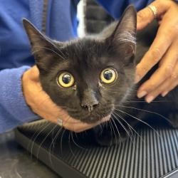 Shelter Stray Male Cat last seen Near Rickenbacker Ct, LIVERMORE, CA, 94550, 8323 Baldwin St, Oakland, CA 94621, USA