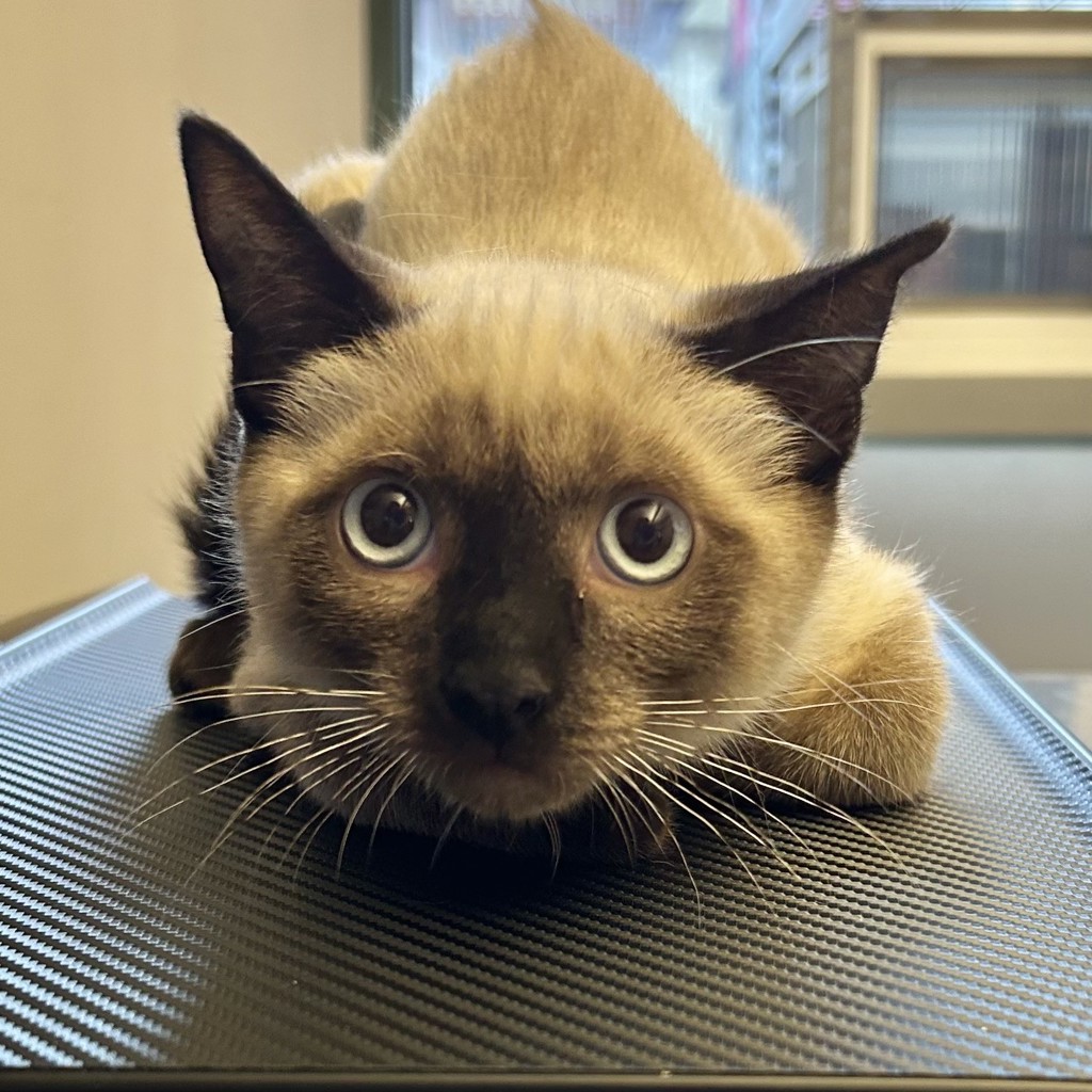 Shelter Stray Male Cat last seen Near Rickenbacker Ct, LIVERMORE, CA, 94550, 8323 Baldwin St, Oakland, CA 94621, USA