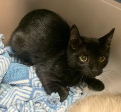 Shelter Stray Female Cat last seen Near Rickenbacker Ct, LIVERMORE, CA, 94550, 8323 Baldwin St, Oakland, CA 94621, USA
