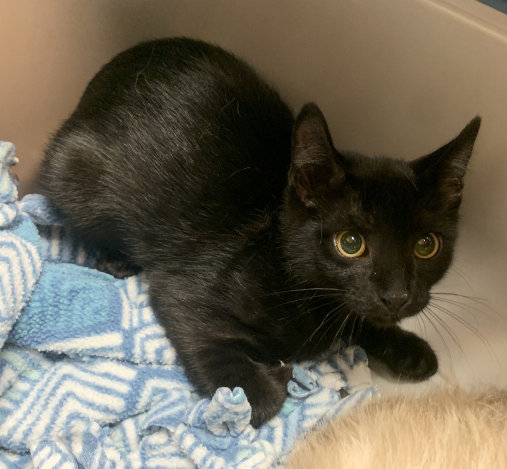 Shelter Stray Female Cat last seen Near Rickenbacker Ct, LIVERMORE, CA, 94550, 8323 Baldwin St, Oakland, CA 94621, USA
