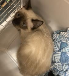 Shelter Stray Female Cat last seen Near Rickenbacker Ct, LIVERMORE, CA, 94550, 8323 Baldwin St, Oakland, CA 94621, USA