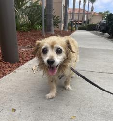 Shelter Stray Female Dog last seen Broklynn Avenue, San Diego, CA, 92114, Escondido, CA 92027, USA