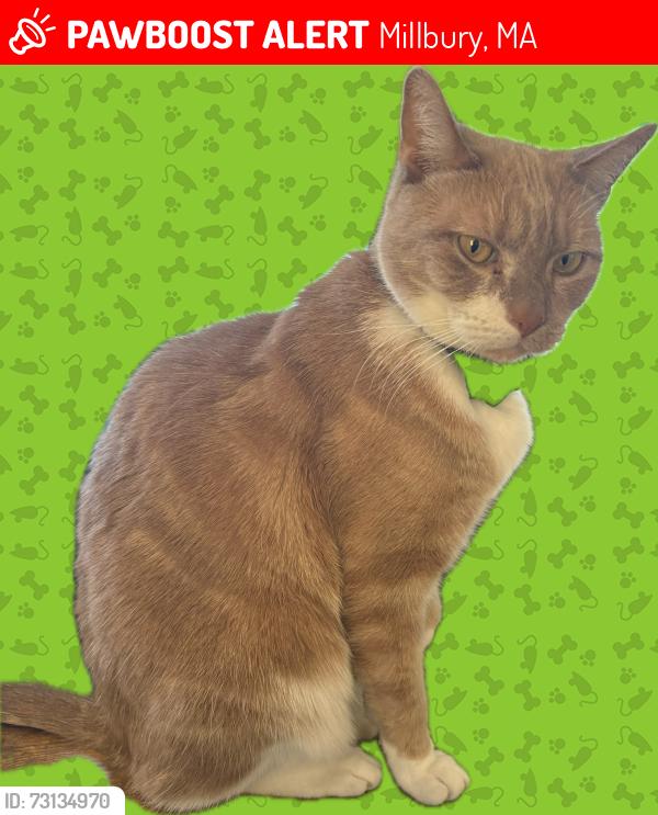 Lost Male Cat last seen Rayburn drive, Millbury, MA 01527