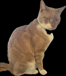 Lost Male Cat last seen Rayburn drive, Millbury, MA 01527
