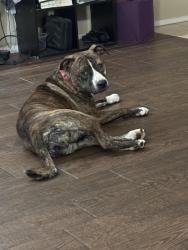 Reunited Female Dog last seen Fort Apache and Mountains Edge Pkwy, Las Vegas, NV 89178