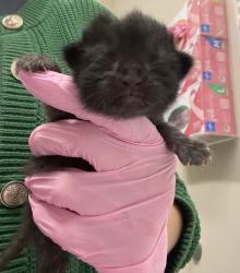 Shelter Stray Female Cat last seen Near Rios Canyon Road, El Cajon, CA, 92021, El Cajon, CA 92020, USA