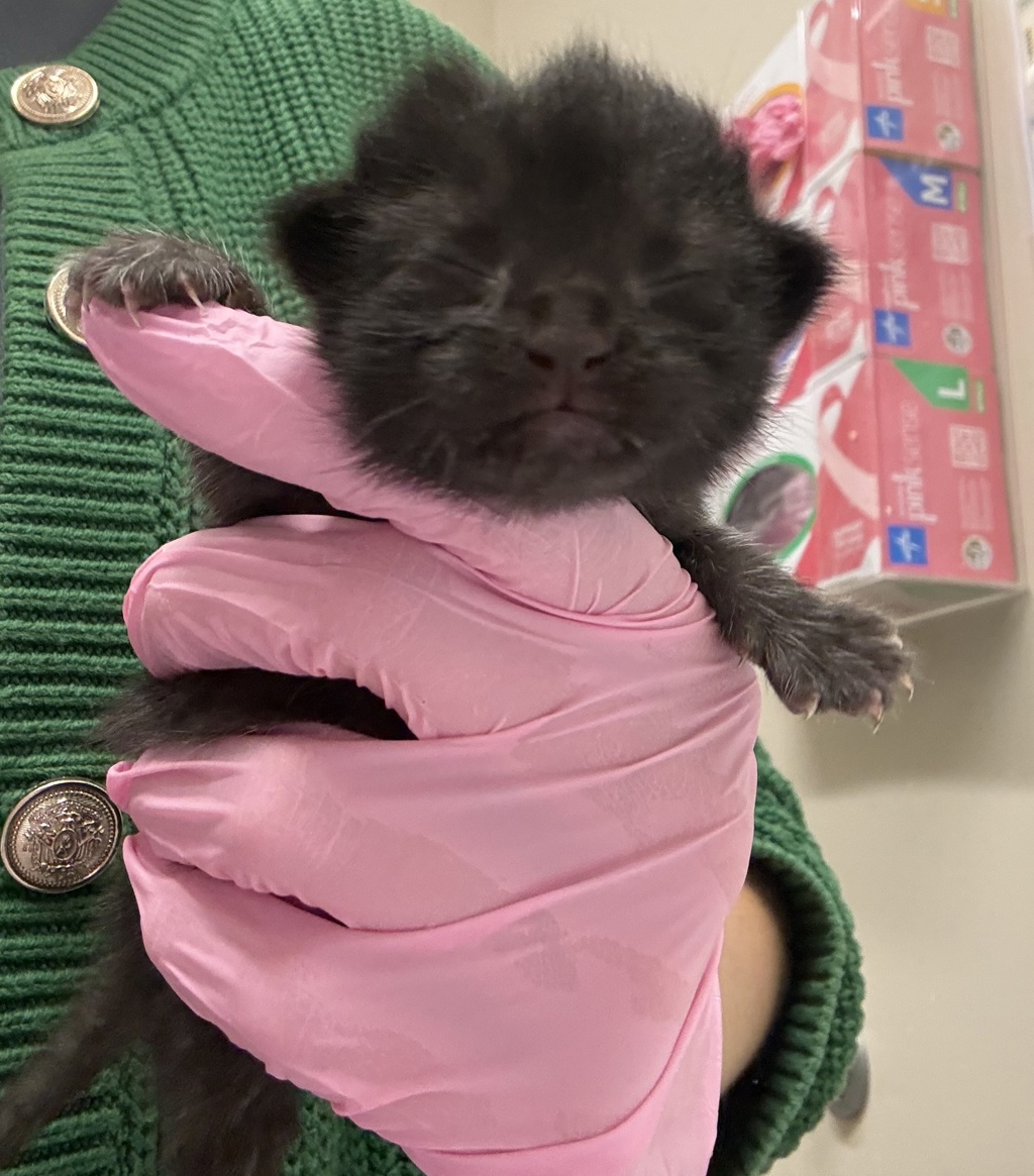 Shelter Stray Female Cat last seen Near Rios Canyon Road, El Cajon, CA, 92021, El Cajon, CA 92020, USA