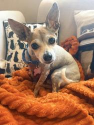 Shelter Stray Male Dog last seen Near 47th Street, San Diego, CA, 92105, 5500 Gaines St, San Diego, CA 92110, USA