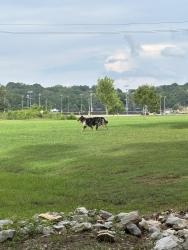 Found/Stray Unknown Dog last seen near the creek side of the park, East Ridge, TN 37412
